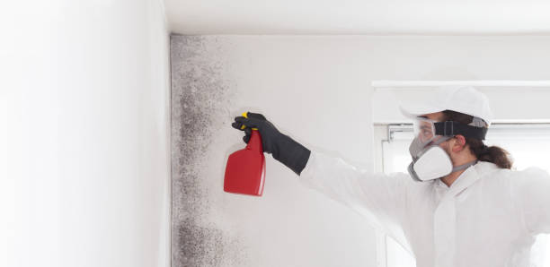 Best Residential Mold Remediation in Wilton, CA