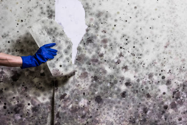 Best Localized Mold Remediation (e.g., coastal areas, humid climates) in Wilton, CA